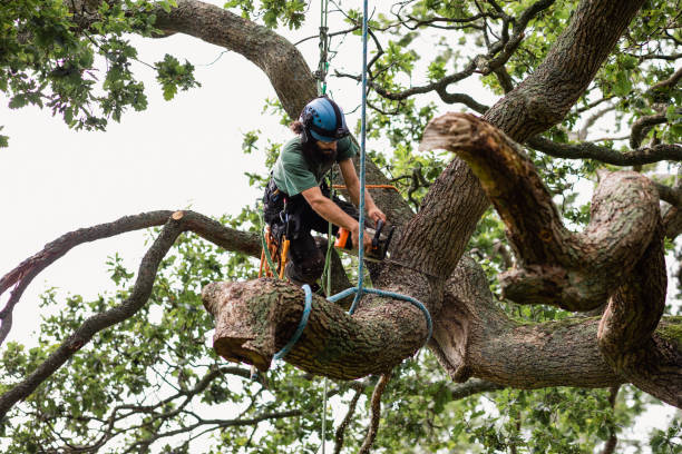 Reliable St Anthony, ID Tree Care Solutions